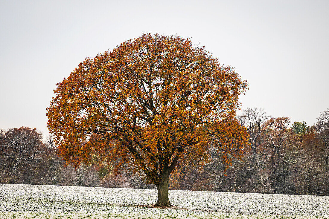 Oak tree in autumn leaves on a field with light wintry snow, Siggen, Ostholstein, Schleswig-Holstein, Germany