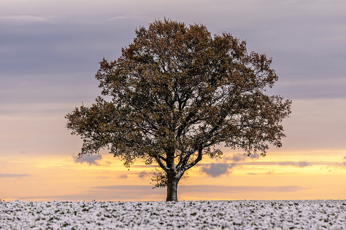 Leafy oak in the snow on a field in the morning, Siggen, Ostholstein, Schleswig-Holstein, Germany