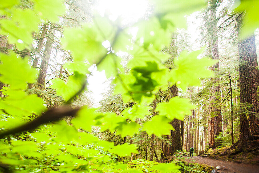 Wald im Sol Duc-Tal, Olympic National Park.