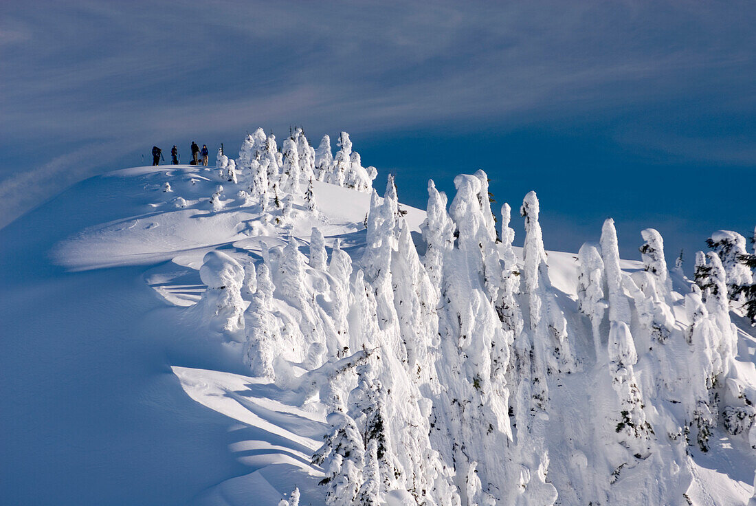 Winter snow in the Northern Cascades mountains, elevated view of sunlight on ice formations on trees.,