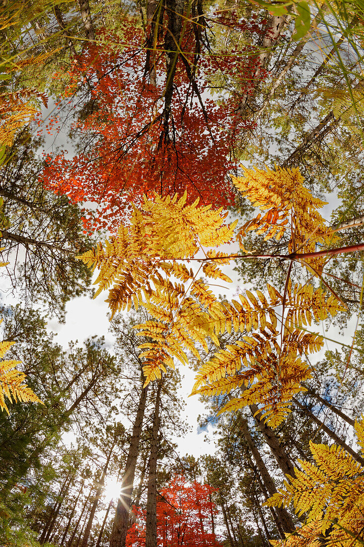 Upward view through ferns in pine forest, Upper Peninsula of Michigan.