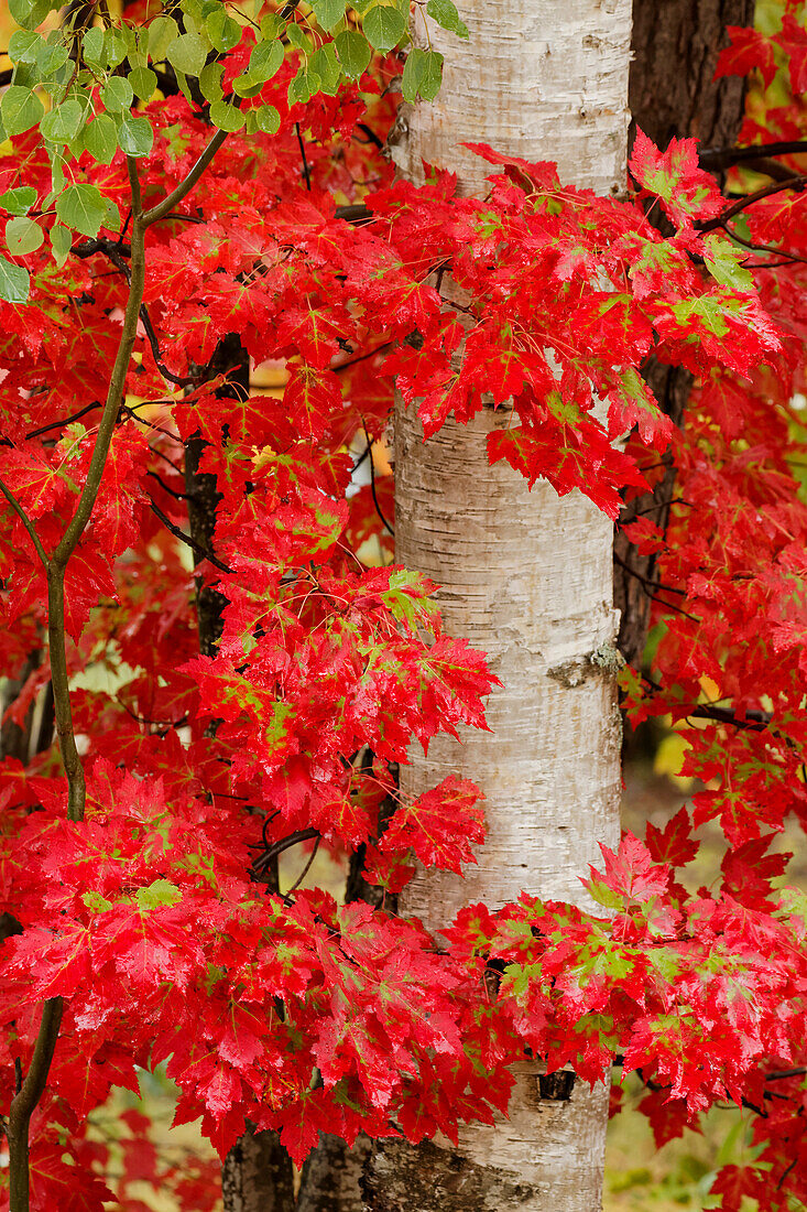 Rote Ahornblätter im Herbst und weißer Birkenstamm, obere Halbinsel von Michigan.