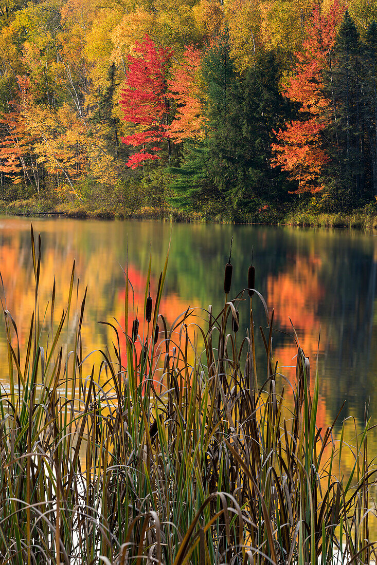 Rohrkolben entlang kleiner See mit Herbstfarben, obere Halbinsel von Michigan