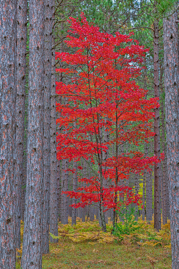 Red Maple Tree im Pinienwald im Herbst, Alger County, Michigan.