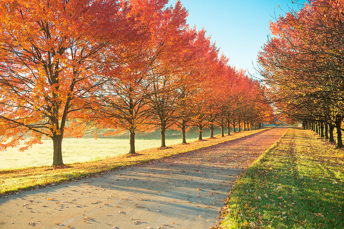 Sunlight row of maple trees in Michigan