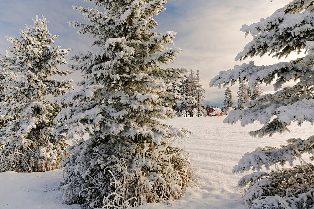Schneeszene, im Hintergrund klassische rote Scheune, Kalispell, Montana