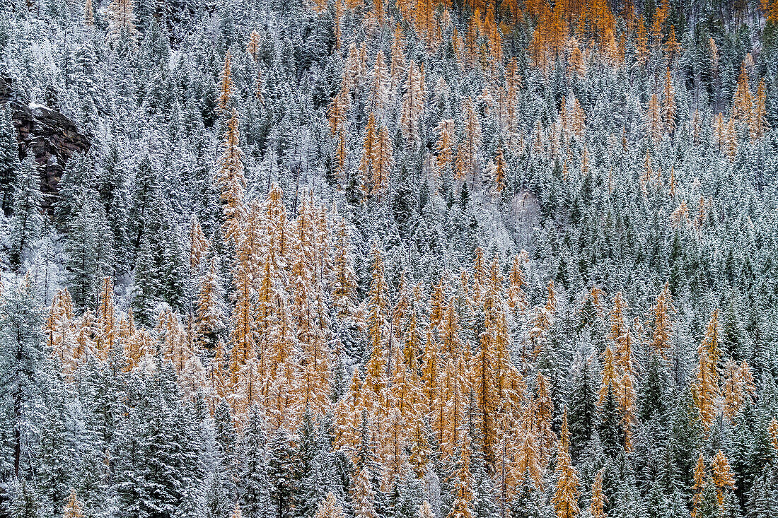 Frischer Schneefall auf Herbst Lärchen auf Columbia Mountain in Columbia Falls, Montana, USA