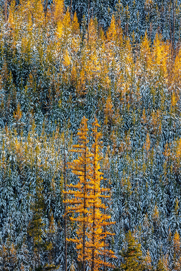 Autumn larch trees with pine forest full of recent snow in Glacier National Park, Montana, USA