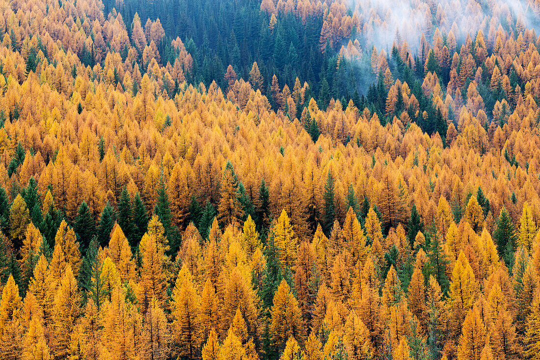 Montana, Lolo National Forest, goldene Lärchen im Nebel