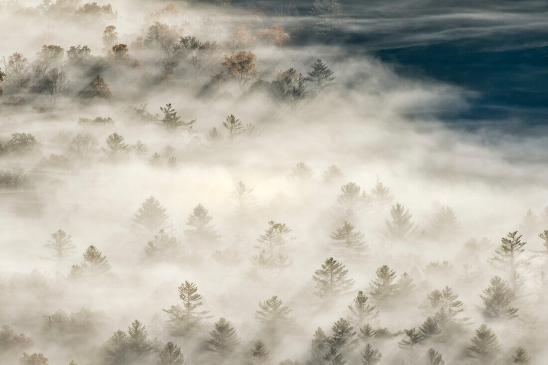 Erhöhter Blick auf das nebelgefüllte Tal mit Bäumen, die bei Sonnenaufgang auftauchen, von Pounding Mill Overlook, Blue Ridge Parkway, Pisgah, National Forest in der Nähe von Brevard, North Carolina