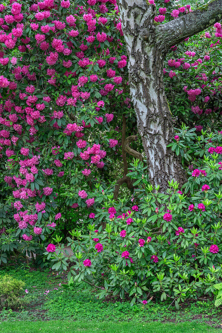 USA, Oregon, Portland, Crystal Springs Rhododendron Garden, lila Blüten von Rhododendren in voller Blüte und Birke.