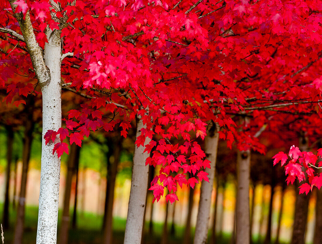 USA, Oregon, Forest Grove. A grove of trees in full autumn red.