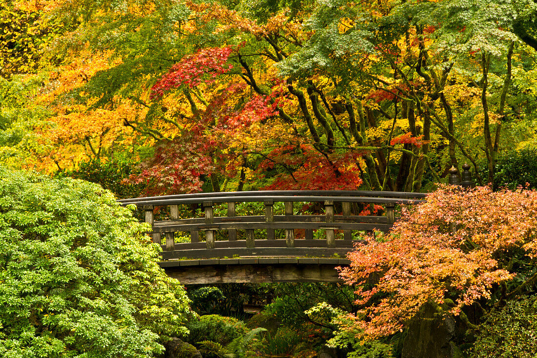 Herbst, Moon Bridge, Portland Japanese Garden, Portland, Oregon, Usa