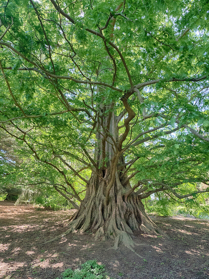 USA, Pennsylvanien. Einen sehr hohen und alten Baum von unten betrachten.