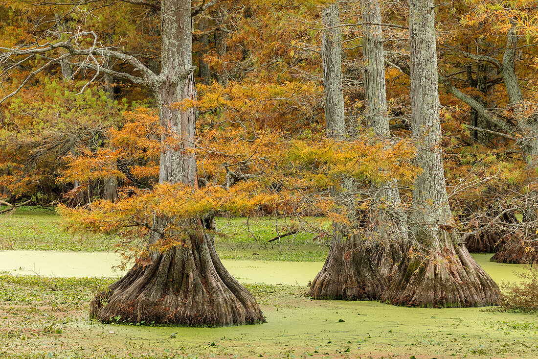 Autumn view of Bald Cypress trees, Reelfoot Lake State Park, Tennessee