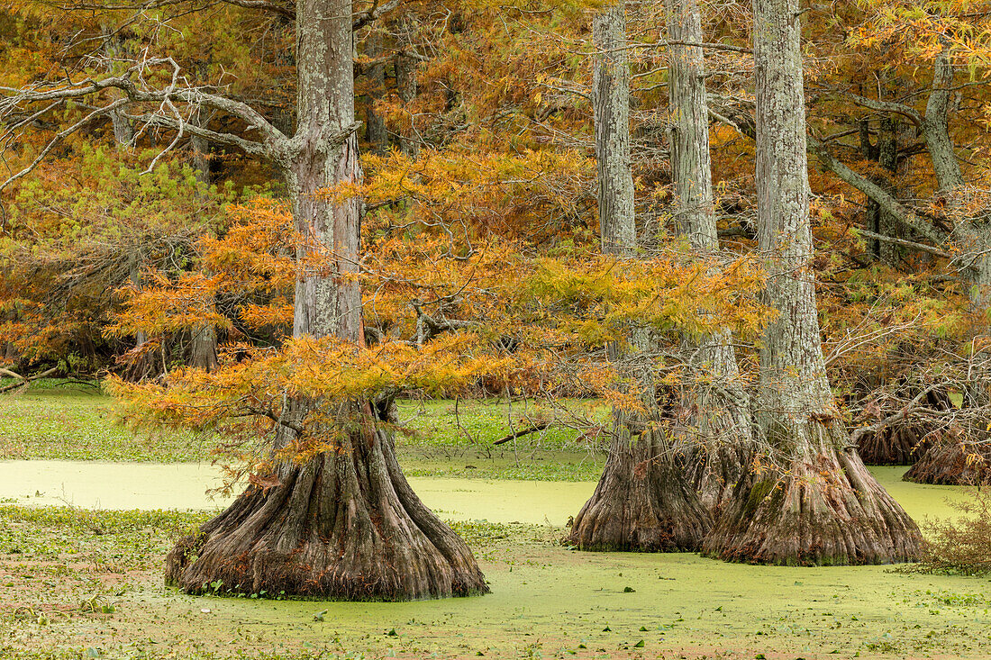 Herbstansicht der kahlen Zypressen, Reelfoot Lake State Park, Tennessee
