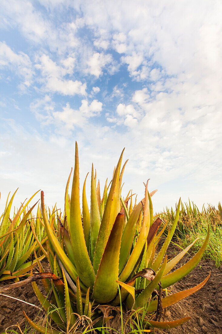 Aloe growing as a crop
