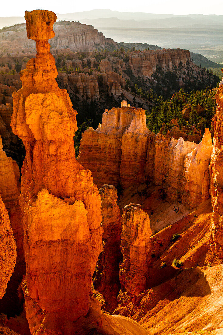 Bryce-Canyon-Nationalpark, Bruce, Utah. Hoodoos-Soldat und eine Reihe von Hoodoos, die von Sonnenlicht und Bäumen erwärmt werden