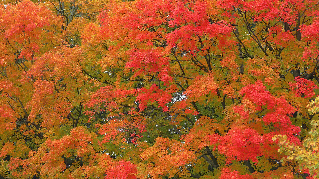 USA, Vermont. Vibrant Fall colors.