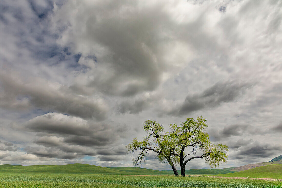 Einzelner Baum zwischen Weizenfeldern und Wolken, Region Palouse im Osten Washingtons.