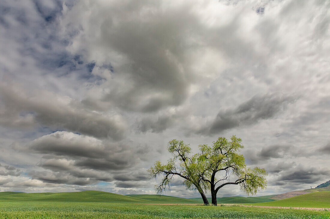 Single tree among wheat fields and clouds, Palouse region of eastern Washington.
