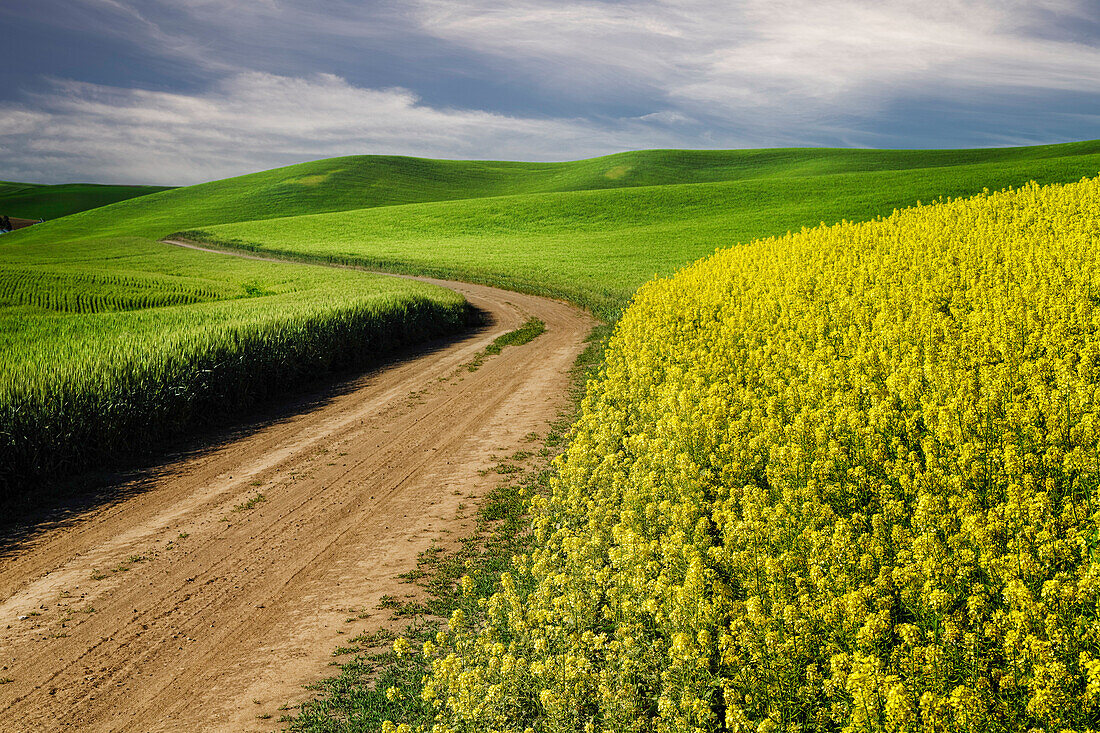 Rural farm road through yellow canola and green wheat crops, Palouse region of eastern Washington State.