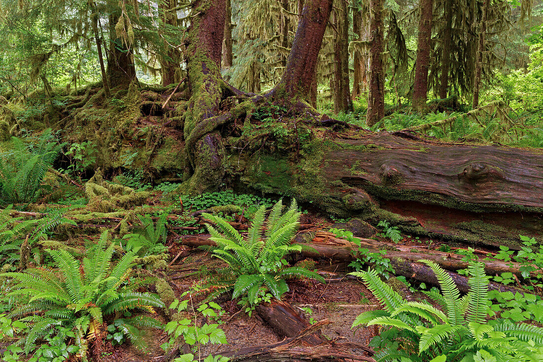 Nurse Log und Big Leaf Maple Tree drapiert mit Club Moss, Hoh Rainforest, Olympic National Park, Washington State