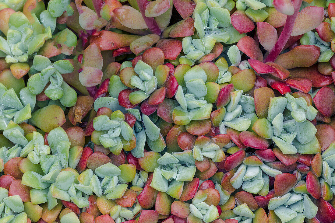 Broadleaf stonecrop, Olympic National Park, Washington State