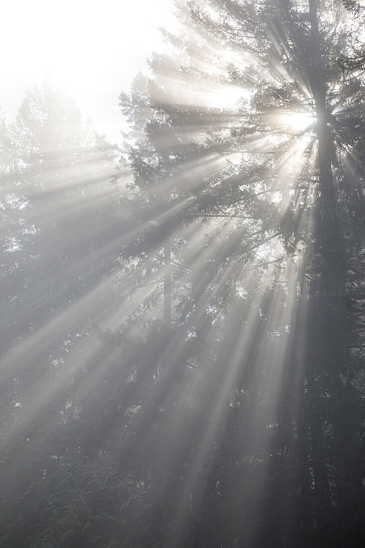 USA, Washington State, Seabeck. God rays and fog in forest.