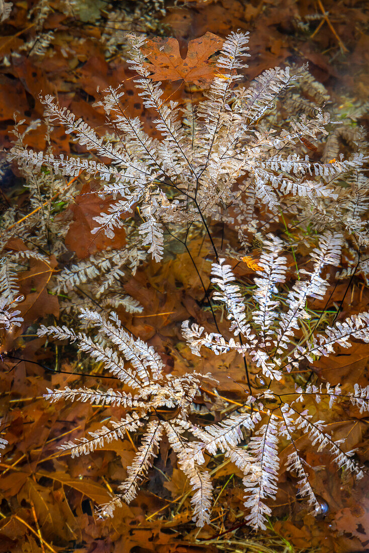 USA, Washington State, Olympic National Park. Maidenhair ferns floating in water.