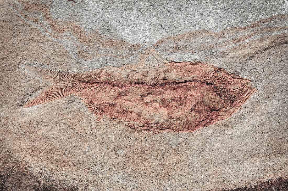 USA, Staat Washington, Seabeck. Nahaufnahme eines Fischfossils.