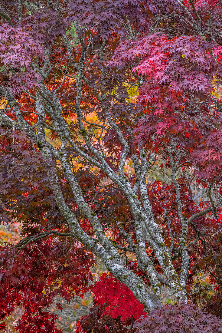 USA, Washington State, Seabeck. Japanese maple tree in autumn.