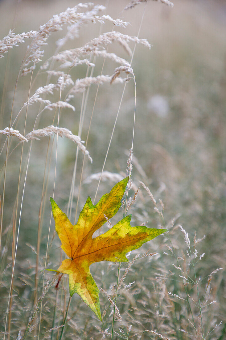 USA, Washington State, Seabeck. Autumn bigleaf maple leaf caught in grasses.