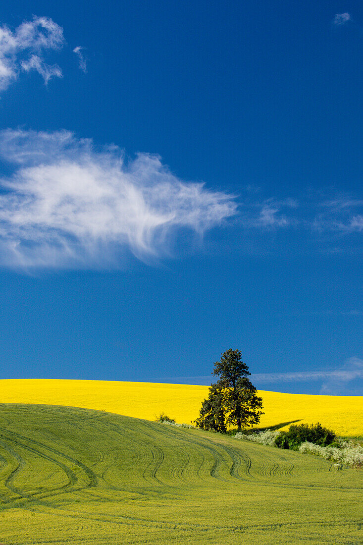 Canola fields with pine trees near Kamak Butte, Eastern Washington