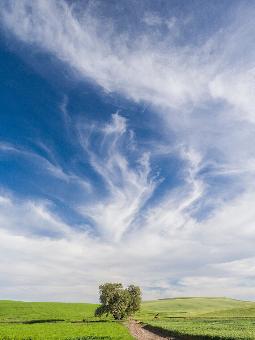 Lone tree on rural dirt road with wheat crops and spectacular clouds.