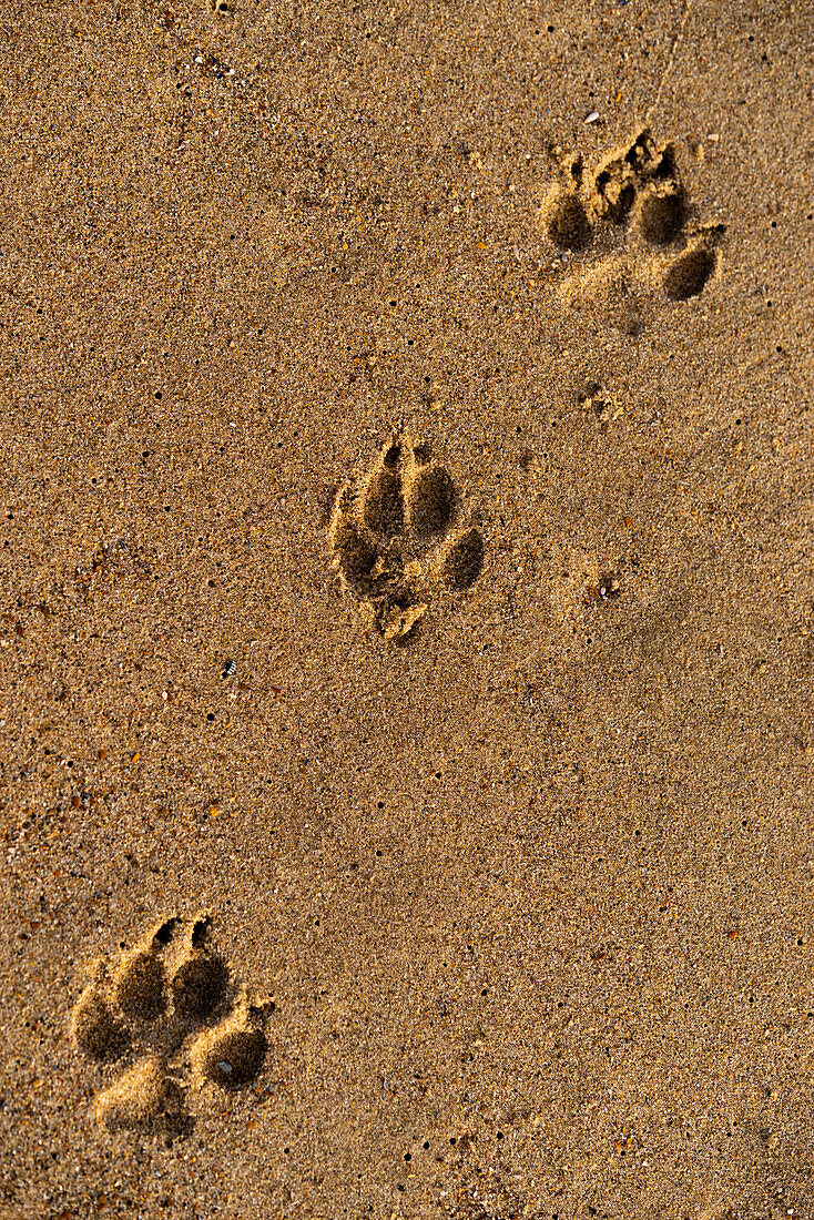Spuren von Hundepfoten am Strand von Groede in der niederländischen Provinz Zeeland, Niederlande