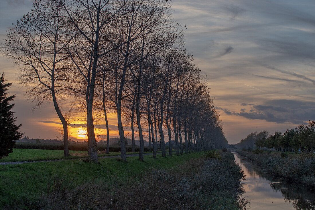 Poplar trees lining a canal in rural Flanders, Belgium.