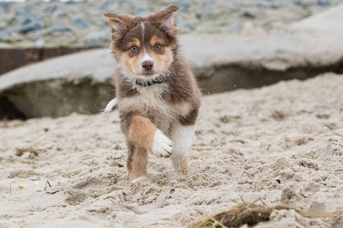 Hund, Welpe läuft am Strand. Frontal. Blick in Kamera. Hooksiel, Friesland, Deutschland. Australian Shepherd