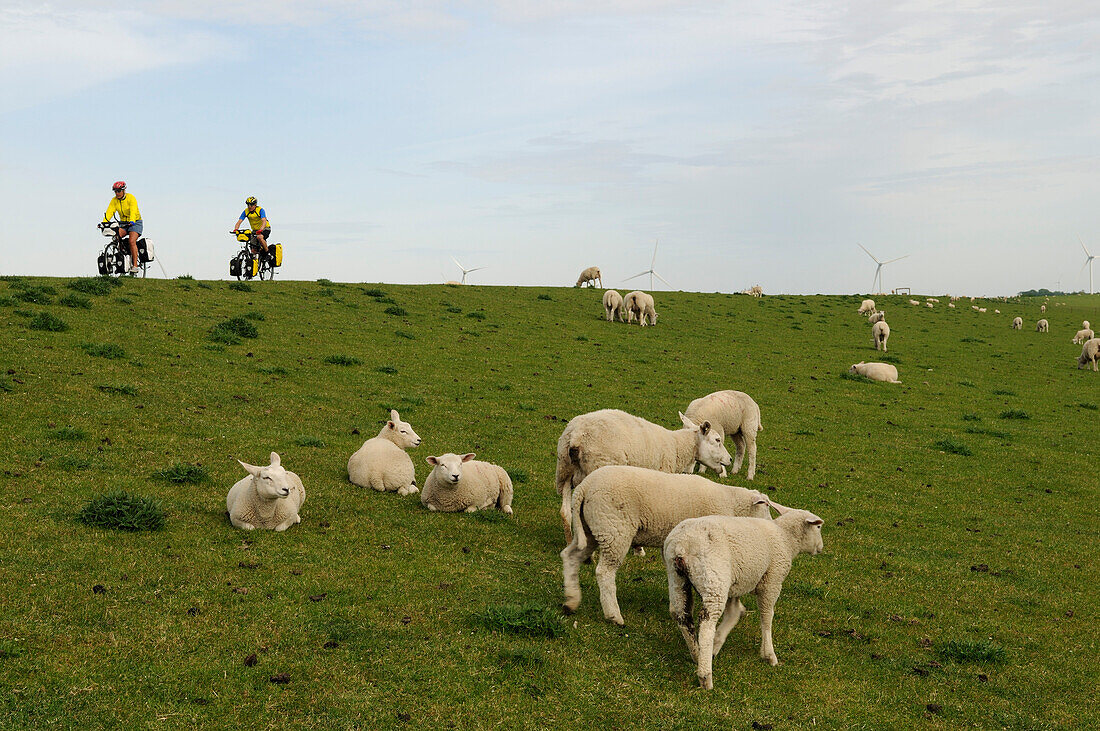 Radfahrer bei der Hamburger Hallig, Nordfriesland, Nordsee, Schleswig-Holstein, Deutschland