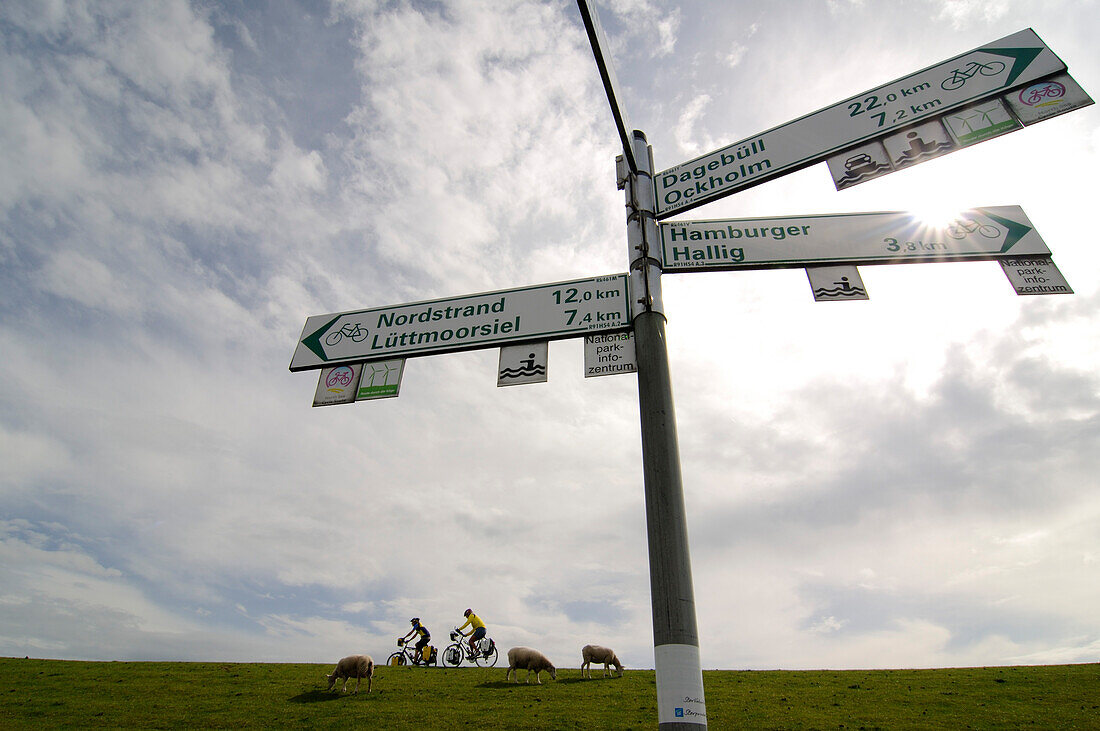 Radfahrer und Schafe auf Deich bei der Hamburger Hallig, Nordfriesland, Nordsee, Schleswig-Holstein, Deutschland