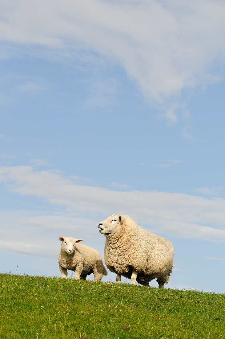 Sheep near Dagebüll, North Friesland, North Sea, Schleswig-Holstein, Germany
