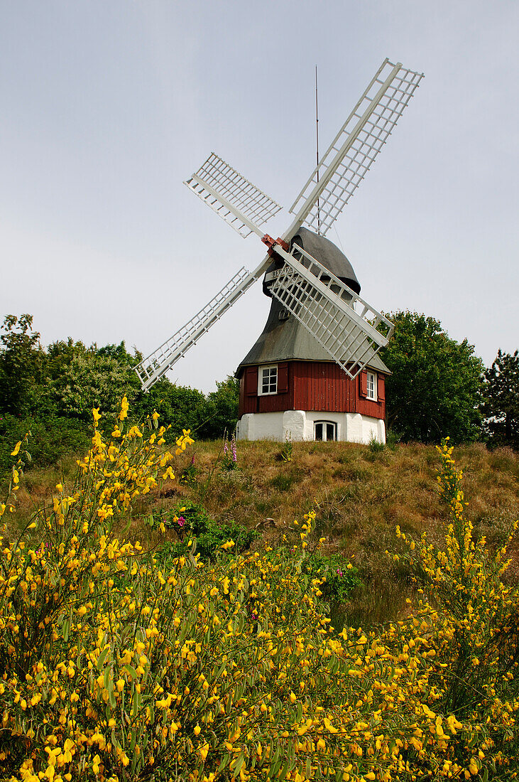 Windmühle in Süddorf, Insel Amrum, Nordfriesland, Nordsee, Schleswig-Holstein, Deutschland
