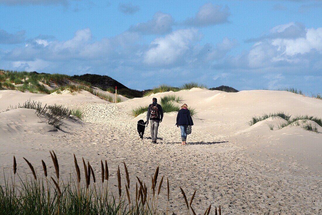 Coast of dunes near Wittdün on the island of Amrum, Wadden Sea National Park, North Friesland, North Sea coast, Schleswig-Holstein