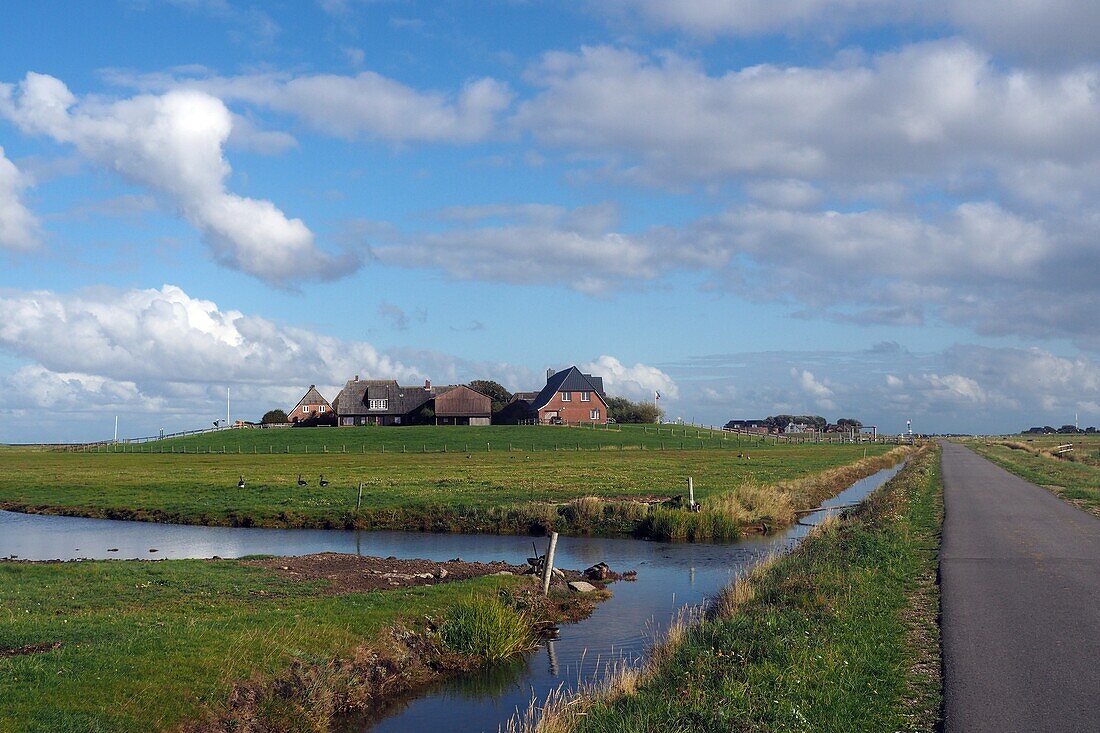 on the Hallig Hooge, Wadden Sea National Park, North Friesland, North Sea coast, Schleswig-Holstein