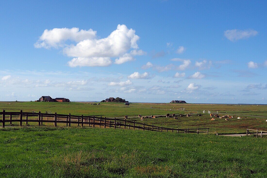 on the Hallig Hooge, Wadden Sea National Park, North Friesland, North Sea coast, Schleswig-Holstein