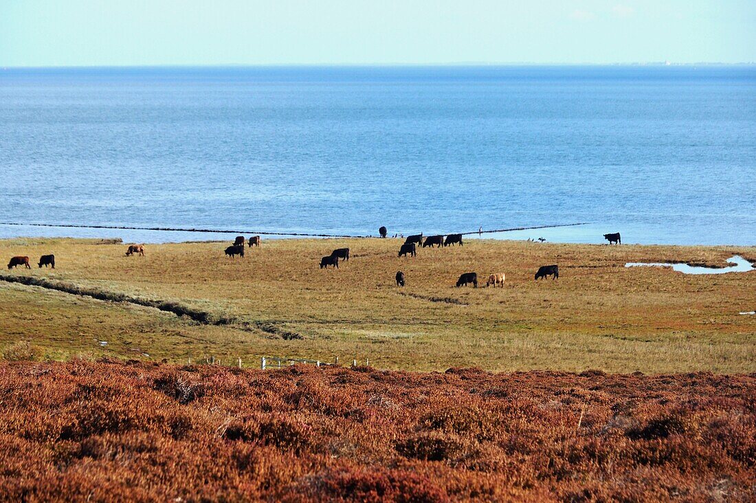 View over the North Sea to the heathland between Kampen and List, Sylt, North Sea coast of Schleswig-Holstein, Germany