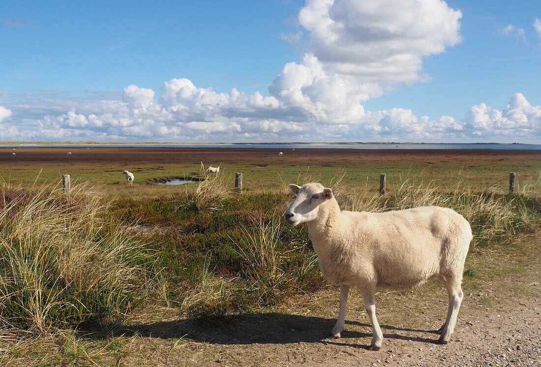 auf dem Ellenbogen bei List, Sylt, Nordseeküste Schleswig-Holstein, Deutschland