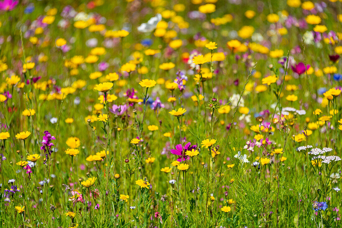 Colorful summer meadow, flower meadow, Baabe, Ruegen Island, Mecklenburg-West Pomerania, Germany