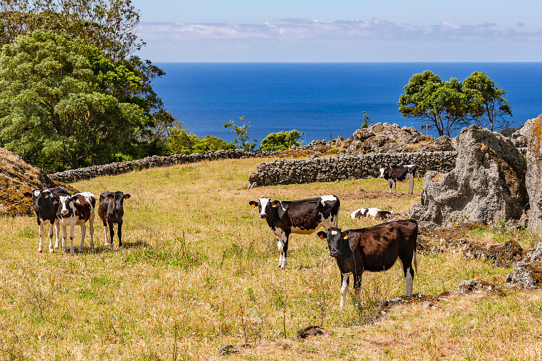Grasende Kühe im Vordergrund und der Atlantik um die Insel Terceira im Hintergrund, Azoren, Portugal