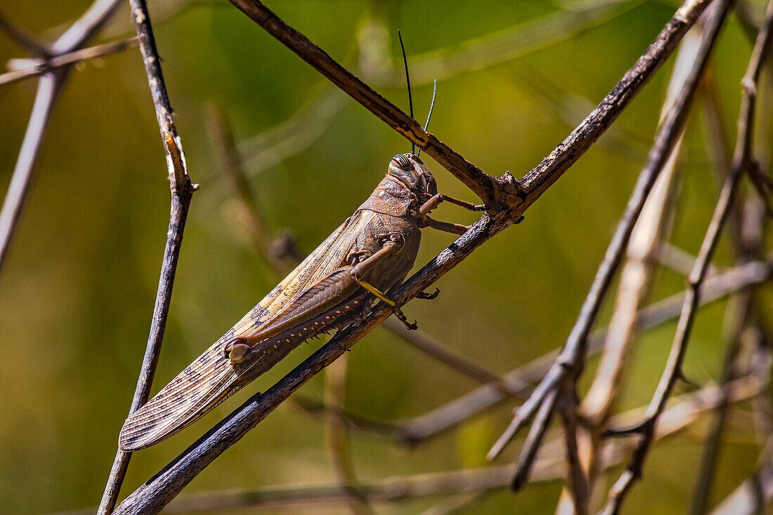 There are striped-eyed locusts on the islands of Cape Verde